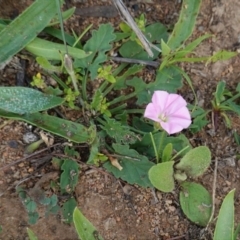 Convolvulus angustissimus subsp. angustissimus (Australian Bindweed) at Deakin, ACT - 1 Apr 2020 by JackyF