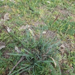 Lomandra (genus) (A Matrush) at Deakin, ACT - 1 Apr 2020 by JackyF