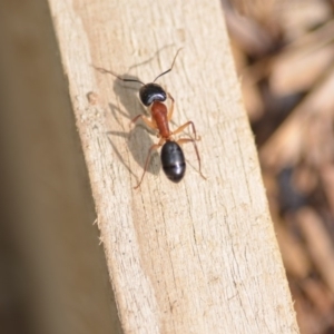 Camponotus nigriceps at Wamboin, NSW - 31 Jan 2020 01:37 PM