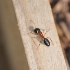 Camponotus nigriceps at Wamboin, NSW - 31 Jan 2020