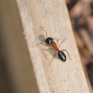 Camponotus nigriceps at Wamboin, NSW - 31 Jan 2020 01:37 PM