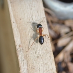 Camponotus nigriceps at Wamboin, NSW - 31 Jan 2020