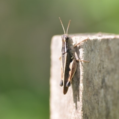 Phaulacridium vittatum (Wingless Grasshopper) at Wamboin, NSW - 31 Jan 2020 by natureguy