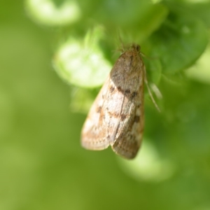 Achyra affinitalis at Wamboin, NSW - 31 Jan 2020