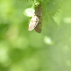 Achyra affinitalis at Wamboin, NSW - 31 Jan 2020