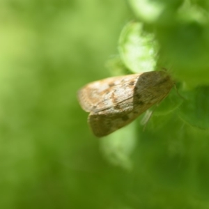 Achyra affinitalis at Wamboin, NSW - 31 Jan 2020