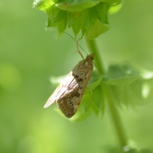 Achyra affinitalis at Wamboin, NSW - 31 Jan 2020