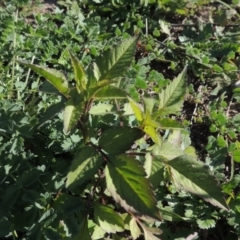 Bidens pilosa (Cobbler's Pegs, Farmer's Friend) at Banks, ACT - 31 Mar 2020 by michaelb