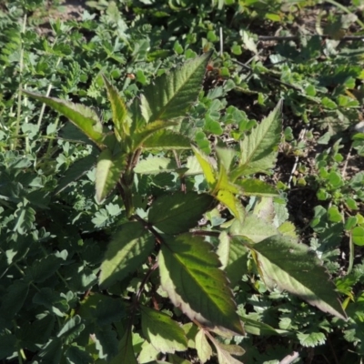 Bidens pilosa (Cobbler's Pegs, Farmer's Friend) at Rob Roy Range - 31 Mar 2020 by michaelb