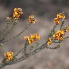 Dillwynia sp. at Gundaroo, NSW - 2 Nov 2019 by Gunyijan