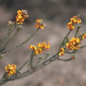 Dillwynia sp. at Gundaroo, NSW - 2 Nov 2019 05:04 PM