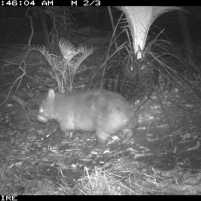 Vombatus ursinus (Common wombat, Bare-nosed Wombat) at Kangaroo Valley - Sydney Bushwalkers Club - 28 Mar 2020 by simon.slater