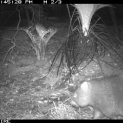 Vombatus ursinus at Kangaroo Valley, NSW - 28 Mar 2020