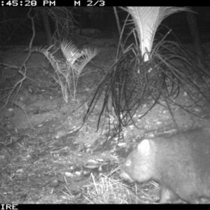 Vombatus ursinus at Kangaroo Valley, NSW - 28 Mar 2020 09:45 PM