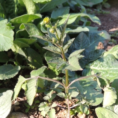 Bidens pilosa (Cobbler's Pegs, Farmer's Friend) at Banks, ACT - 31 Mar 2020 by michaelb