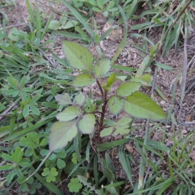 Bidens pilosa (Cobbler's Pegs, Farmer's Friend) at Rob Roy Range - 31 Mar 2020 by michaelb