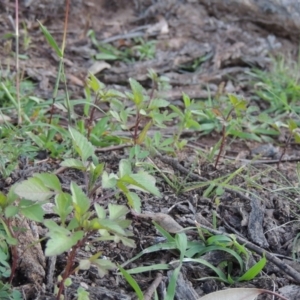 Bidens pilosa at Banks, ACT - 31 Mar 2020