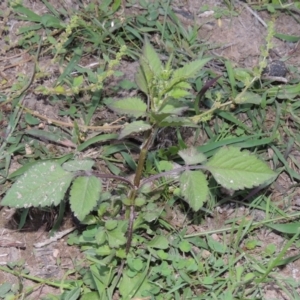 Bidens pilosa at Tuggeranong DC, ACT - 31 Mar 2020