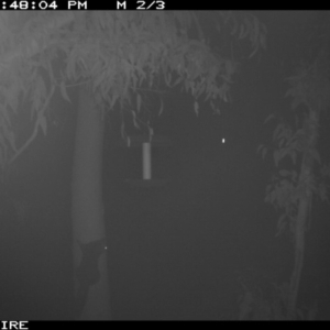 Trichosurus vulpecula at Kangaroo Valley, NSW - 28 Mar 2020