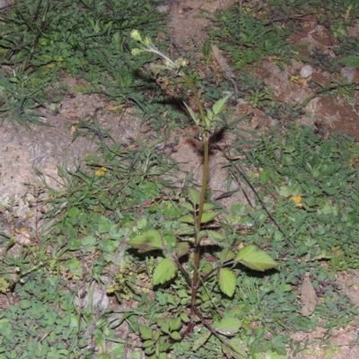 Bidens pilosa (Cobbler's Pegs, Farmer's Friend) at Rob Roy Range - 31 Mar 2020 by michaelb