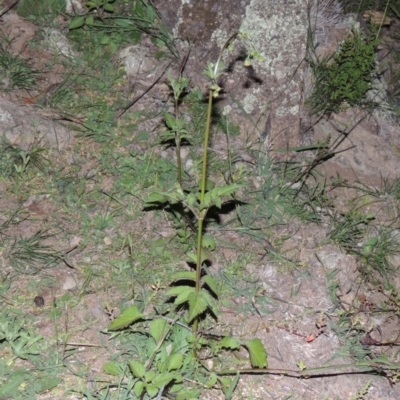 Bidens pilosa (Cobbler's Pegs, Farmer's Friend) at Rob Roy Range - 31 Mar 2020 by michaelb