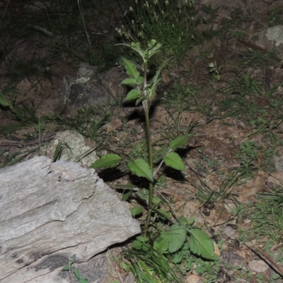 Bidens pilosa (Cobbler's Pegs, Farmer's Friend) at Rob Roy Range - 31 Mar 2020 by michaelb