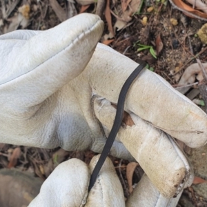 Drysdalia rhodogaster at Yerrinbool - 31 Mar 2020