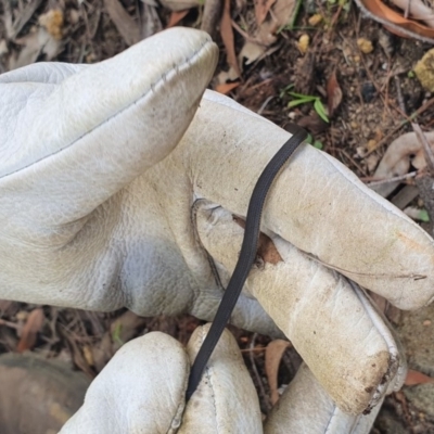Drysdalia rhodogaster (Mustard-bellied Snake) at Wingecarribee Local Government Area - 30 Mar 2020 by BLSHTwo