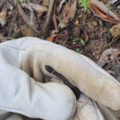 Drysdalia rhodogaster at Yerrinbool - 31 Mar 2020