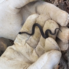 Drysdalia rhodogaster at Yerrinbool - 31 Mar 2020