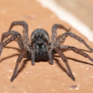 Lycosidae (family) at Evatt, ACT - 31 Mar 2020