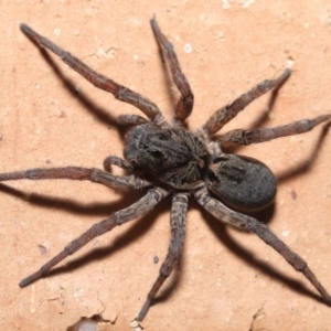 Lycosidae (family) at Evatt, ACT - 31 Mar 2020