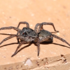 Lycosidae (family) at Evatt, ACT - 31 Mar 2020 04:16 PM