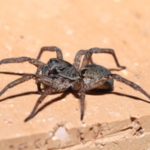 Lycosidae (family) at Evatt, ACT - 31 Mar 2020 04:16 PM