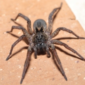 Lycosidae (family) at Evatt, ACT - 31 Mar 2020