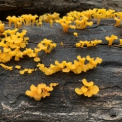 Unidentified Fungus at Bundanoon, NSW - 30 Mar 2020 by BLSHTwo