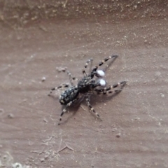 Salticidae (family) (Jumping spider) at Cook, ACT - 1 Apr 2020 by CathB