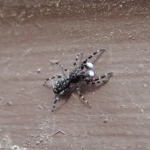 Salticidae (family) at Cook, ACT - 1 Apr 2020