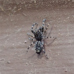 Salticidae (family) at Cook, ACT - 1 Apr 2020