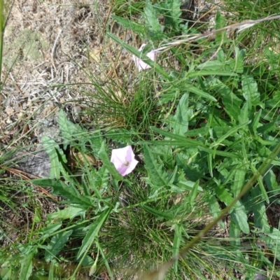 Convolvulus angustissimus subsp. angustissimus (Australian Bindweed) at Isaacs Ridge and Nearby - 1 Apr 2020 by Mike