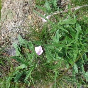 Convolvulus angustissimus subsp. angustissimus at Isaacs, ACT - 1 Apr 2020