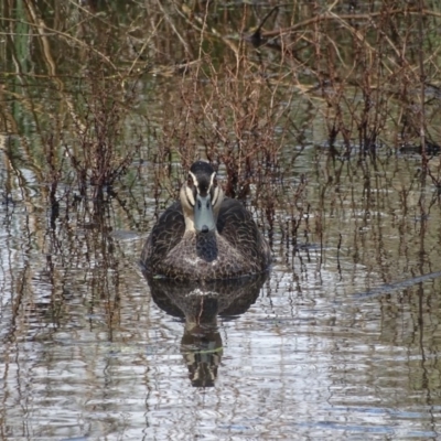 Anas superciliosa (Pacific Black Duck) at Mount Mugga Mugga - 1 Apr 2020 by Mike