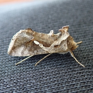 Chrysodeixis eriosoma at Cook, ACT - 1 Apr 2020