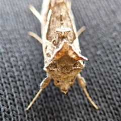 Chrysodeixis eriosoma at Cook, ACT - 1 Apr 2020