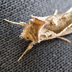 Chrysodeixis eriosoma at Cook, ACT - 1 Apr 2020