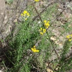 Chrysocephalum semipapposum (Clustered Everlasting) at O'Malley, ACT - 1 Apr 2020 by Mike