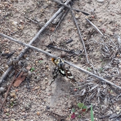 Apina callisto (Pasture Day Moth) at Mount Mugga Mugga - 1 Apr 2020 by Mike