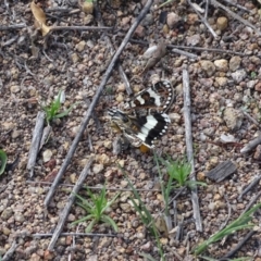 Apina callisto at Garran, ACT - 1 Apr 2020