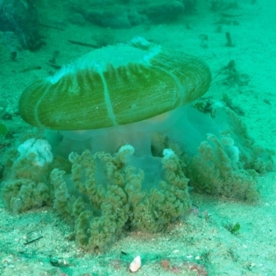 Catostylus mosaicus (Blue Blubber) at Merimbula, NSW - 31 Mar 2020 by rickcarey