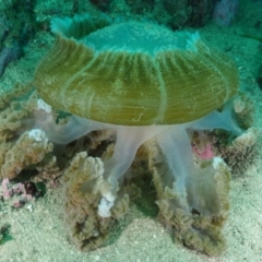 Catostylus mosaicus at Merimbula, NSW - 31 Mar 2020 12:30 PM